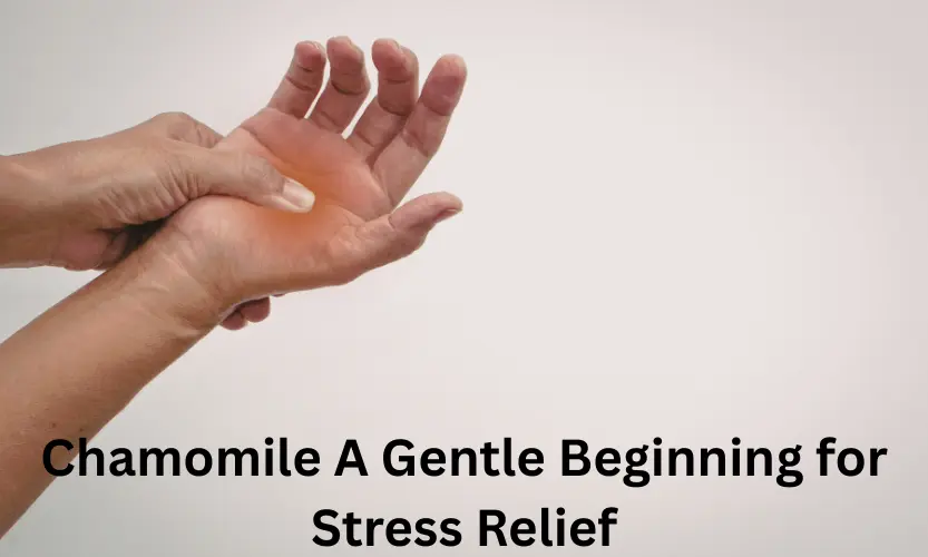 Chamomile A Gentle Beginning for Stress Relief
